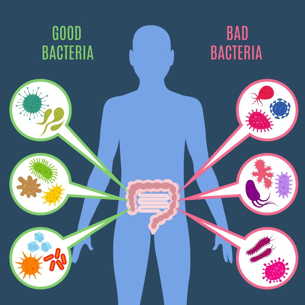 Pagrindinė probiotikų užduotis – palaikyti sveiką pusiausvyrą organizme. Kai susergame, į mūsų organizmą patenka kenksmingos bakterijos, jų daugėja ir tai išveda organizmą iš pusiausvyros. Gerosios bakterijos padeda kovoti su blogosiomis bakterijomis ir atkurti pusiausvyrą.